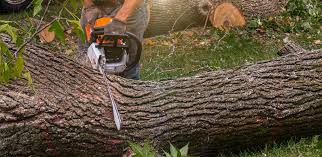 Spring Valley, AZ Tree Services Company