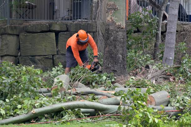 Best Hazardous Tree Removal  in Spring Valley, AZ